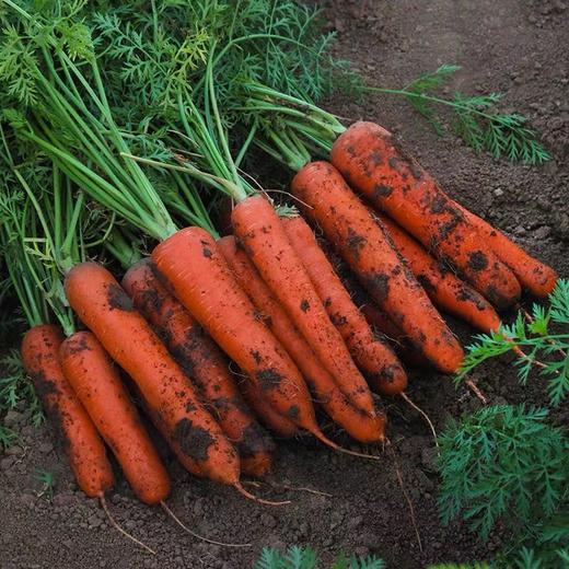 3斤（超值特价6元/斤）沙地胡萝卜农家种植红萝卜 商品图2