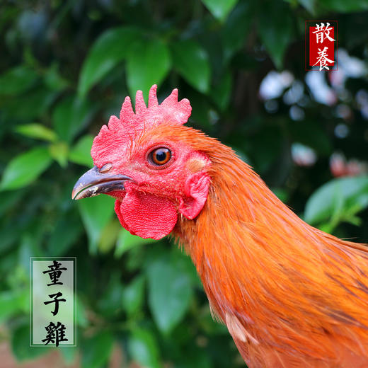 超值19.8元/只冷冻童子鸡6个月童子鸡打鸣公鸡净重1.5斤左右 商品图2