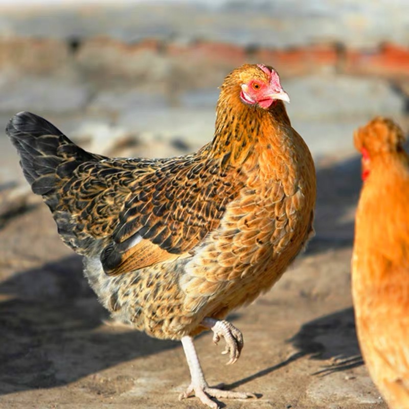 临泉2年老母鸡熬汤必备鸡汤鲜美味道十足净重2斤左右