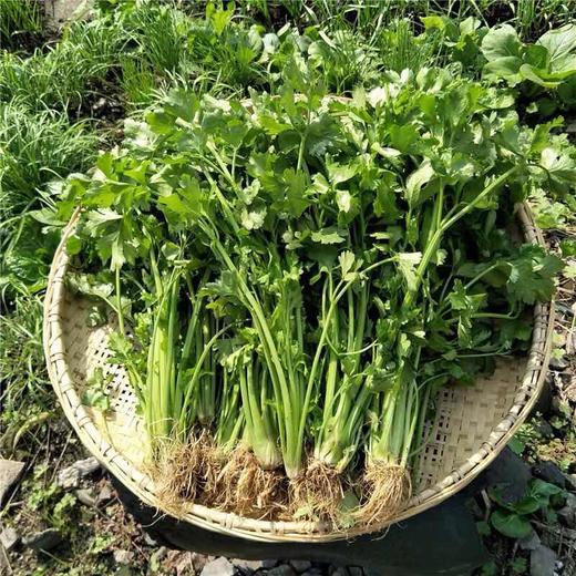 2斤（爆款3.5元/斤）精选小香芹小芹菜农家种植芹菜味足 商品图1