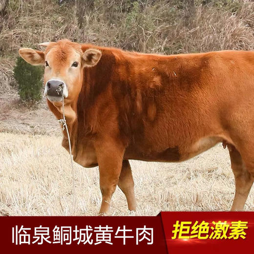 （特惠39.8元/斤）鲖城特产黄牛肉现杀黄牛 商品图0