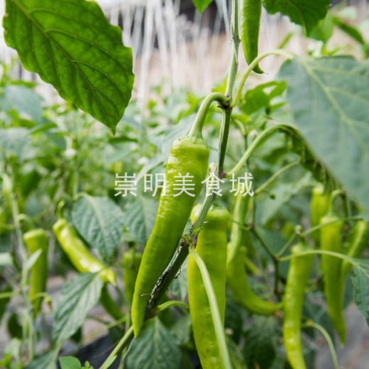 2斤（特惠尖椒5元/斤）新临泉吕寨特产鲜现摘线椒老品种辣椒尖椒香辣爽口 商品图3