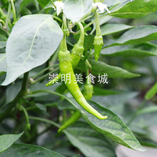 2斤（特惠尖椒5元/斤）新临泉吕寨特产鲜现摘线椒老品种辣椒尖椒香辣爽口 商品图4