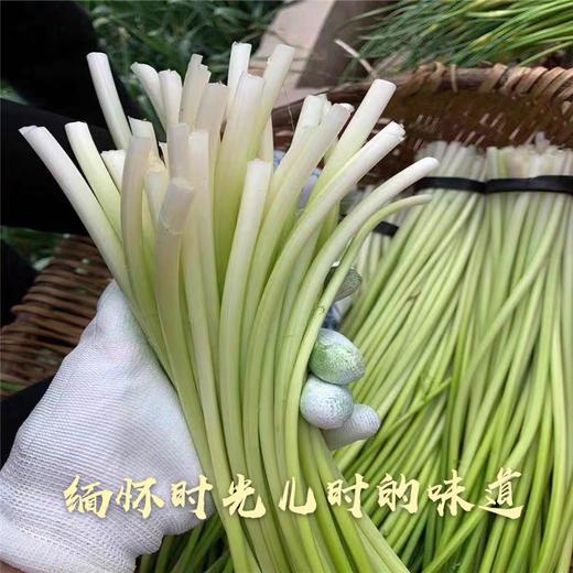 2斤（特惠蒜苔8元/斤）新鲜蒜苔当季蔬菜农家自种蒜味十足 商品图3