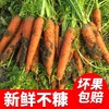 3斤（超值特价6元/斤）沙地胡萝卜农家种植红萝卜 商品缩略图1