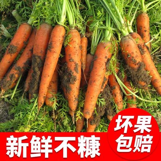 3斤（超值特价6元/斤）沙地胡萝卜农家种植红萝卜 商品图1