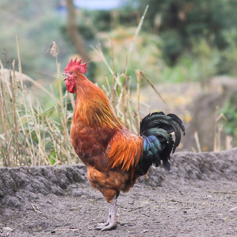 （特价49.8元/只）郭大村散养8个月以上土公鸡林下散养