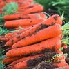 3斤（超值特价6元/斤）沙地胡萝卜农家种植红萝卜 商品缩略图4