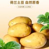 5斤（特惠3.5元/斤）荷兰土豆当季农家新鲜马铃薯黄心农家自种 商品缩略图0