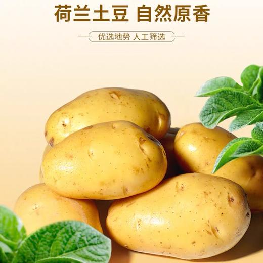 5斤（特惠3.5元/斤）荷兰土豆当季农家新鲜马铃薯黄心农家自种 商品图0