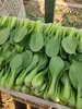5斤（上海青0.9元/斤）上海青小青菜新鲜蔬菜农家自种新鲜直采 商品缩略图2