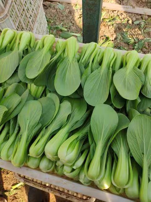 5斤（上海青0.9元/斤）上海青小青菜新鲜蔬菜农家自种新鲜直采 商品图2