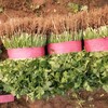 （特惠香菜3.98元/斤）香菜农家芫荽农家种植老品种香味十足 商品缩略图1