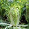 6-8斤整颗新鲜大白菜农家自种新鲜现摘包心白菜促销配送 商品缩略图1