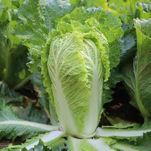 6-8斤整颗新鲜大白菜农家自种新鲜现摘包心白菜促销配送 商品图1