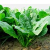 3斤（菠菜2.9元/斤）农家自种本地菠菜天然生长田间直采 商品缩略图3