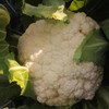 特惠花菜3.2元/斤山东优质白花菜花朵密实口感鲜嫩 商品缩略图1