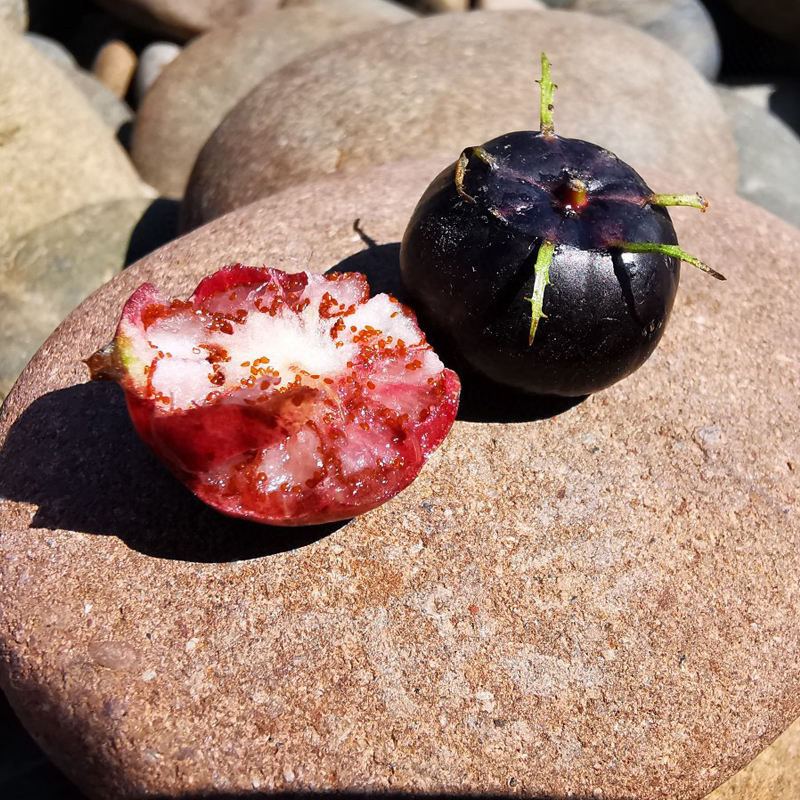 丽江稀有健康水果红果参 富含17种氨基酸 花青素 膳食纤维