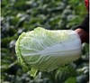 6-8斤整颗新鲜大白菜农家自种新鲜现摘包心白菜促销配送 商品缩略图2