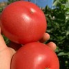 3斤（番茄特惠6元/斤）热销西红柿普罗斯旺番茄新鲜沙瓤西红柿 商品缩略图4