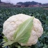 特惠花菜3.2元/斤山东优质白花菜花朵密实口感鲜嫩 商品缩略图2