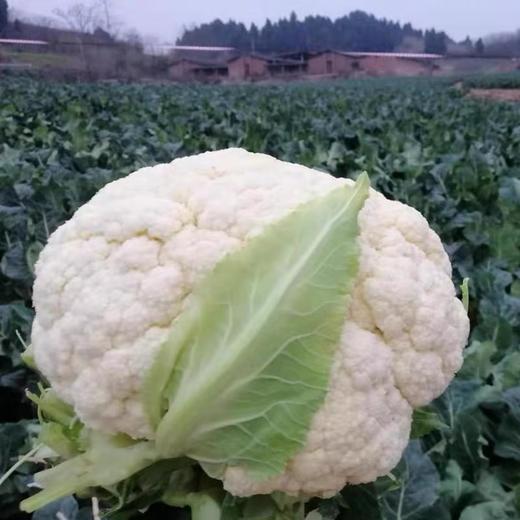 特惠花菜3.2元/斤山东优质白花菜花朵密实口感鲜嫩 商品图2
