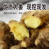 2斤（特惠小黄姜6.5元/斤）临泉地标产品虎头姜老姜农家土姜 商品缩略图5