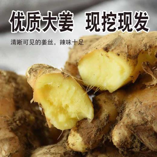 2斤（特惠小黄姜6.5元/斤）临泉地标产品虎头姜老姜农家土姜 商品图5