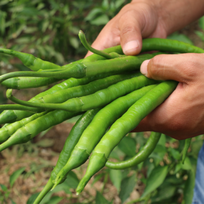 2斤（特惠尖椒5元/斤）新临泉吕寨特产鲜现摘线椒老品种辣椒尖椒香辣爽口