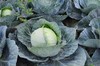 特惠花菜3元/斤新鲜包菜老品种莲花白包菜卷心菜农家种植 商品缩略图3