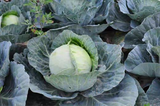 特惠花菜3元/斤新鲜包菜老品种莲花白包菜卷心菜农家种植 商品图3