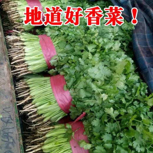 （特惠香菜3.98元/斤）香菜农家芫荽农家种植老品种香味十足 商品图3