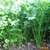 （特惠香菜3.98元/斤）香菜农家芫荽农家种植老品种香味十足 商品缩略图2