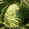 6-8斤整颗新鲜大白菜农家自种新鲜现摘包心白菜促销配送 商品缩略图5