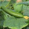 3斤（特惠6元/斤）精选油黄瓜新鲜小黄瓜水果黄瓜 商品缩略图1