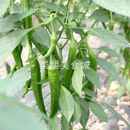 2斤（特惠尖椒5元/斤）新临泉吕寨特产鲜现摘线椒老品种辣椒尖椒香辣爽口 商品图2