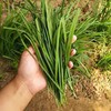 1斤（韭菜3.9元/斤）临泉农家种植传统土韭菜韭香十足田间直采 商品缩略图4
