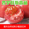 3斤（番茄特惠6元/斤）热销西红柿普罗斯旺番茄新鲜沙瓤西红柿 商品缩略图1