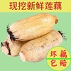 3斤（特惠6元/斤）新鲜莲藕农家自种应季嫩藕脆藕 商品缩略图3