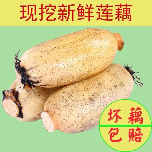 3斤（特惠6元/斤）新鲜莲藕农家自种应季嫩藕脆藕 商品图3