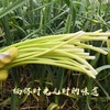 2斤（特惠蒜苔8元/斤）新鲜蒜苔当季蔬菜农家自种蒜味十足 商品缩略图2