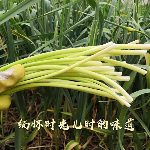 2斤（特惠蒜苔8元/斤）新鲜蒜苔当季蔬菜农家自种蒜味十足 商品图2