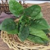 3斤（菠菜2.9元/斤）农家自种本地菠菜天然生长田间直采 商品缩略图1