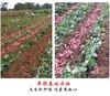 10斤（红薯2.69元/斤）本地西瓜红薯农家自种沙地红心地瓜熬粥佳品 商品缩略图3