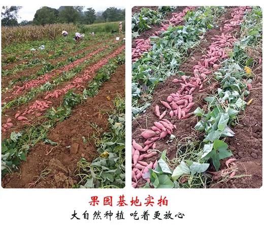 10斤（红薯2.69元/斤）本地西瓜红薯农家自种沙地红心地瓜熬粥佳品 商品图3