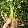 2斤（爆款3.5元/斤）精选小香芹小芹菜农家种植芹菜味足 商品缩略图2