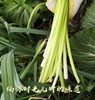 2斤（特惠蒜苔8元/斤）新鲜蒜苔当季蔬菜农家自种蒜味十足 商品缩略图4