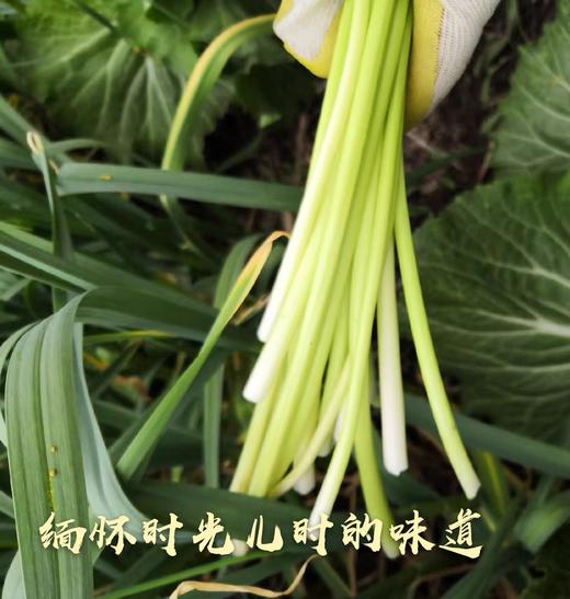 2斤（特惠蒜苔8元/斤）新鲜蒜苔当季蔬菜农家自种蒜味十足 商品图4