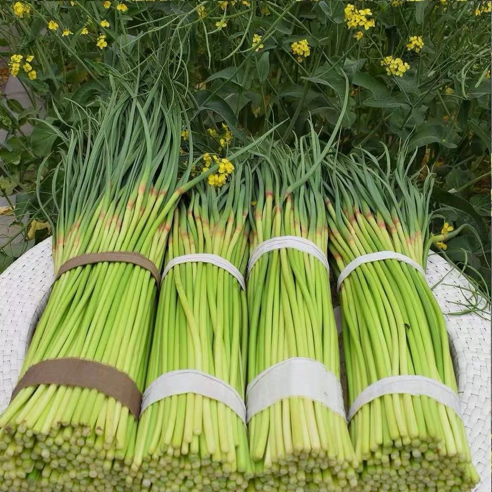 2斤（特惠蒜苔8元/斤）新鲜蒜苔当季蔬菜农家自种蒜味十足