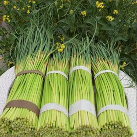 2斤（特惠蒜苔8元/斤）新鲜蒜苔当季蔬菜农家自种蒜味十足
